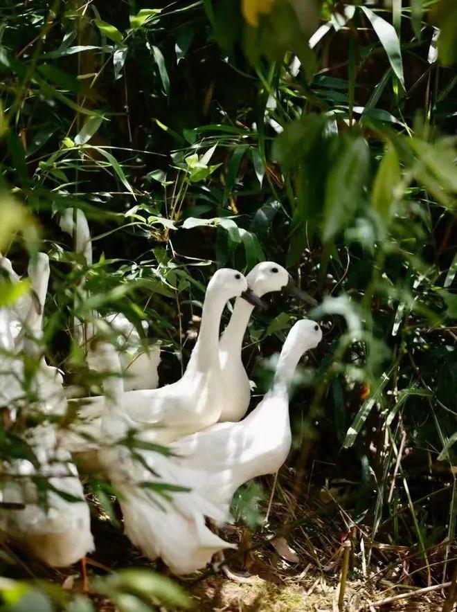 冬天使勁吃它！號稱“天然滅火器”超滋補(bǔ)、膽固醇還低！(圖3)